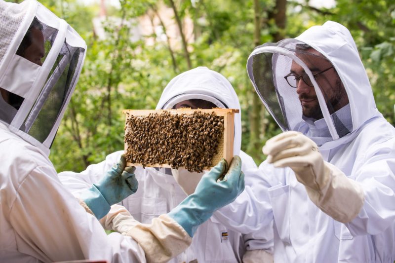 Initiation a l'apiculture